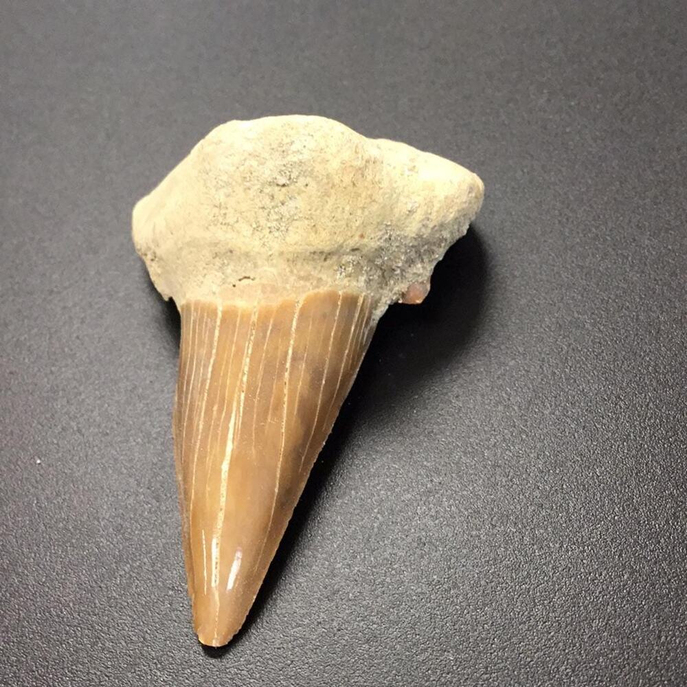 Fossilized Shark Tooth from Morocco Fossil Teeth Matrix Tan Brown Stone